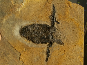 Pterichthyodes, Devon-Panzerfisch