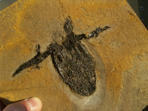 Pterichthyodes, Devon-Panzerfisch