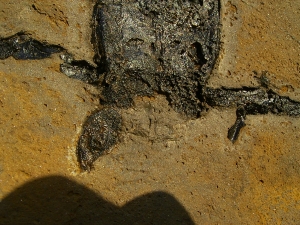 Pterichthyodes, Devon-Panzerfisch