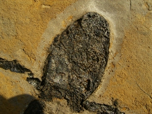Pterichthyodes, Devon-Panzerfisch