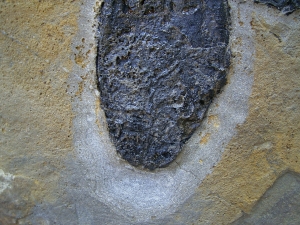 Pterichthyodes, Devon-Panzerfisch