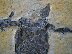 Pterichthyodes, Devon-Panzerfisch