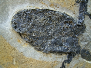 Pterichthyodes, Devon-Panzerfisch
