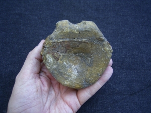 Temnodontosaurus Wirbel