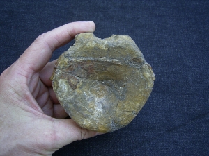 Temnodontosaurus Wirbel