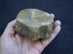 Temnodontosaurus Wirbel