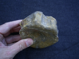 Temnodontosaurus Wirbel