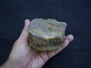 Temnodontosaurus Wirbel