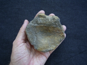 Temnodontosaurus Wirbel