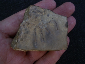 Schlangenstern Aplocoma agassizi