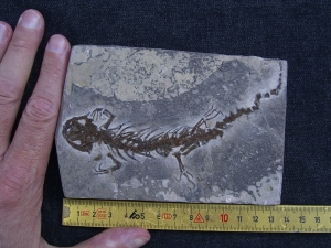 Salamander Skelett Chelotriton