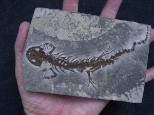Salamander Skelett Chelotriton