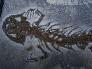 Salamander Skelett Chelotriton