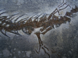 Salamander Skelett Chelotriton