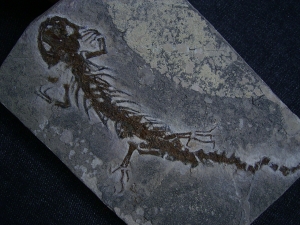 Salamander Skelett Chelotriton