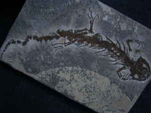 Salamander Skelett Chelotriton