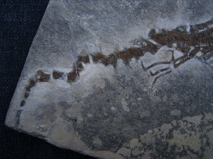 Salamander Skelett Chelotriton