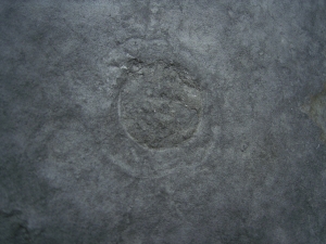 Praekambrium: Beltanella und  Cyclomedusa