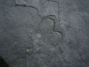 Praekambrium: Beltanella und  Cyclomedusa