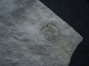 Praekambrium: Beltanella und  Cyclomedusa