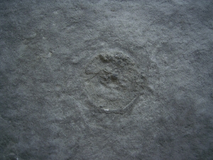Praekambrium: Beltanella und  Cyclomedusa