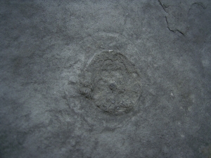 Praekambrium: Beltanella und  Cyclomedusa