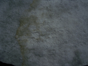 Praekambrium: Beltanella und  Cyclomedusa