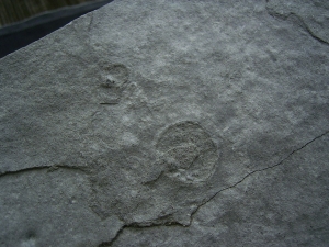 Praekambrium: Beltanella und  Cyclomedusa
