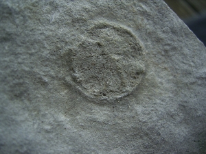 Praekambrium: Beltanella und  Cyclomedusa