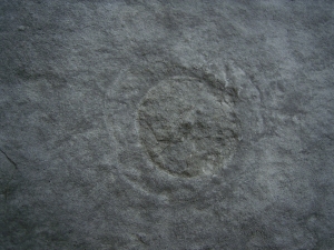 Praekambrium: Beltanella und  Cyclomedusa