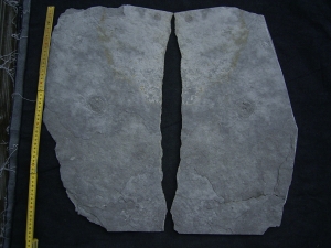 Praekambrium: Beltanella und  Cyclomedusa