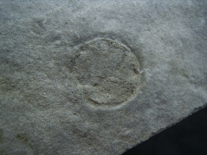 Praekambrium: Beltanella und  Cyclomedusa