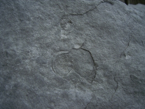 Praekambrium: Beltanella und  Cyclomedusa