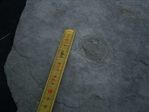 Praekambrium: Beltanella und  Cyclomedusa