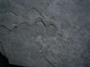 Praekambrium: Beltanella und  Cyclomedusa