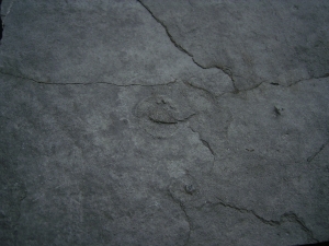 Praekambrium: Beltanella und  Cyclomedusa