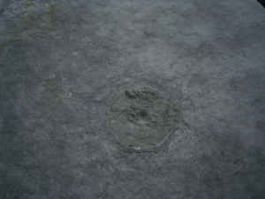 Praekambrium: Beltanella und  Cyclomedusa