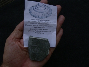 Praekambrium Aspidellomorph