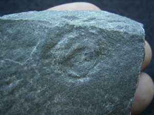 Praekambrium Aspidellomorph
