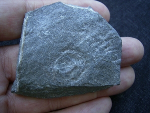 Praekambrium Aspidellomorph