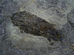 Dipterus, Bergisch Gladbach