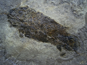 Dipterus, Bergisch Gladbach