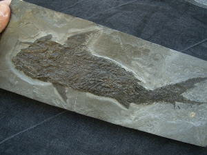 Ptycholepis, Haarfisch aus Holzmaden