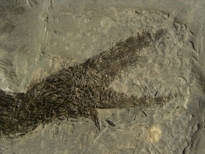 Ptycholepis, Haarfisch aus Holzmaden