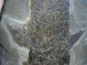 Ptycholepis, Haarfisch aus Holzmaden