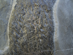 Ptycholepis, Haarfisch aus Holzmaden