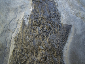 Ptycholepis, Haarfisch aus Holzmaden