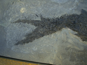 Ptycholepis, Haarfisch aus Holzmaden