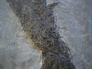 Ptycholepis, Haarfisch aus Holzmaden
