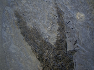 Ptycholepis, Haarfisch aus Holzmaden